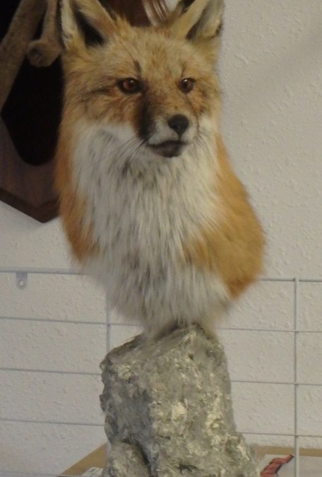 Red Fox Pedestal