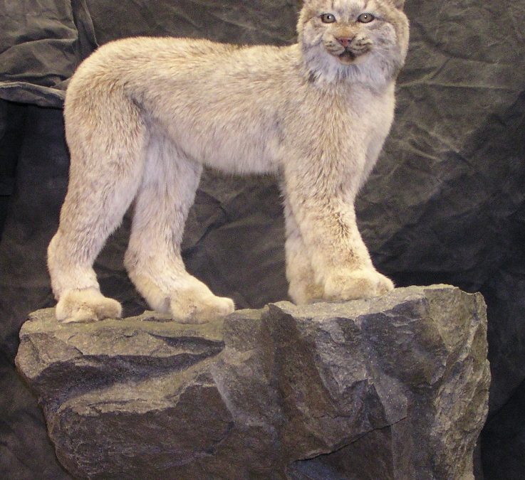 Lynx Kitten