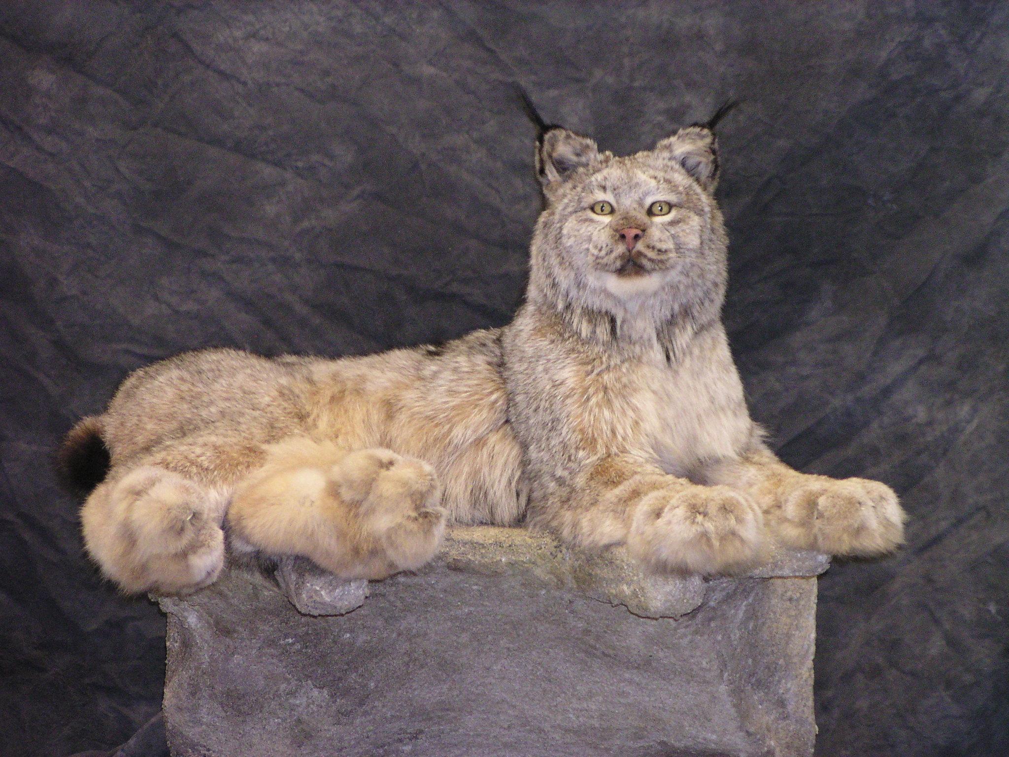 Alaska Taxidermy Services Alaska Precision Taxidermy