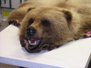 Grizzly Rug
