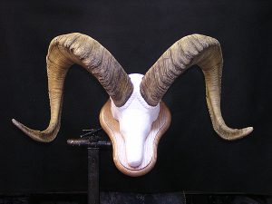 Dall Sheep Horn Mount