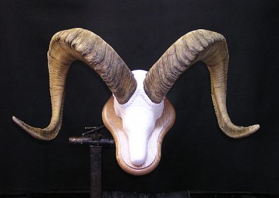 Dall Sheep Horn Mount