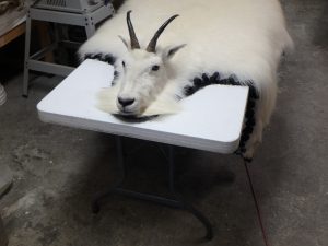 Mtn Goat Rug