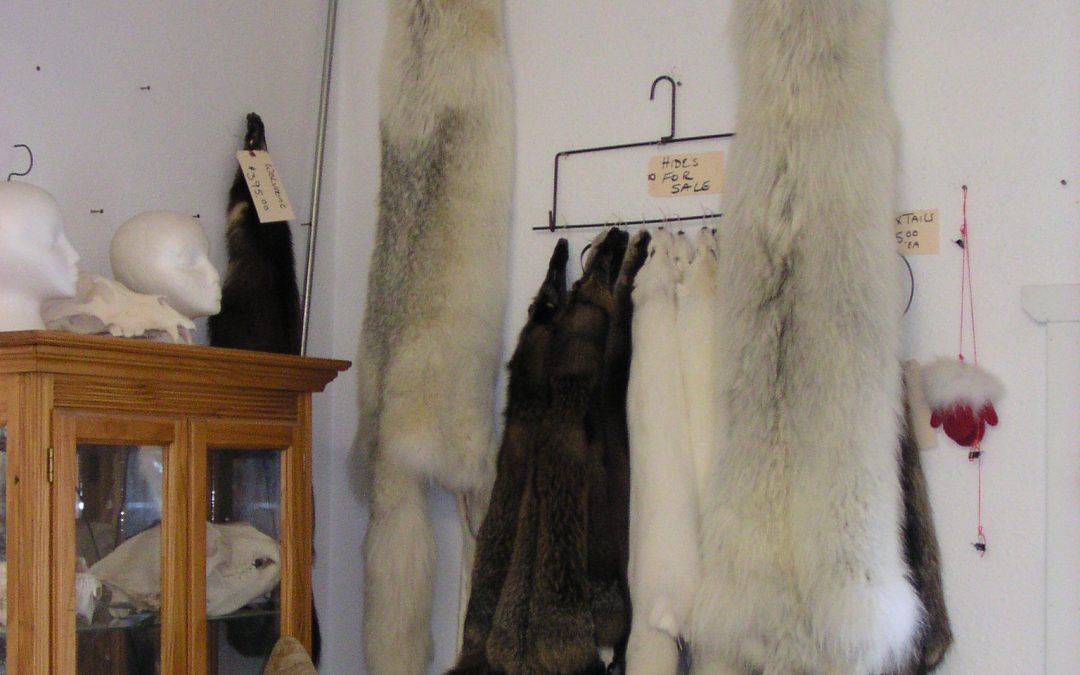 Furs / Hides for Sale
