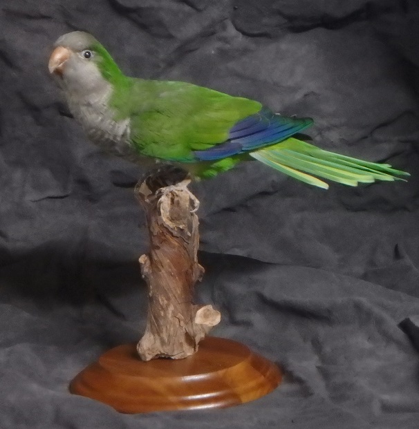 Monk/Quaker Parrot