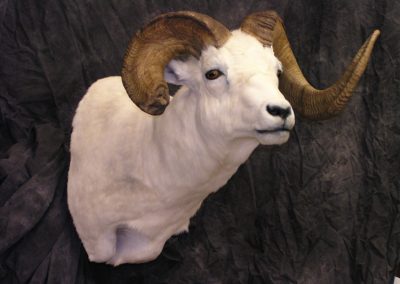 Sheep_035