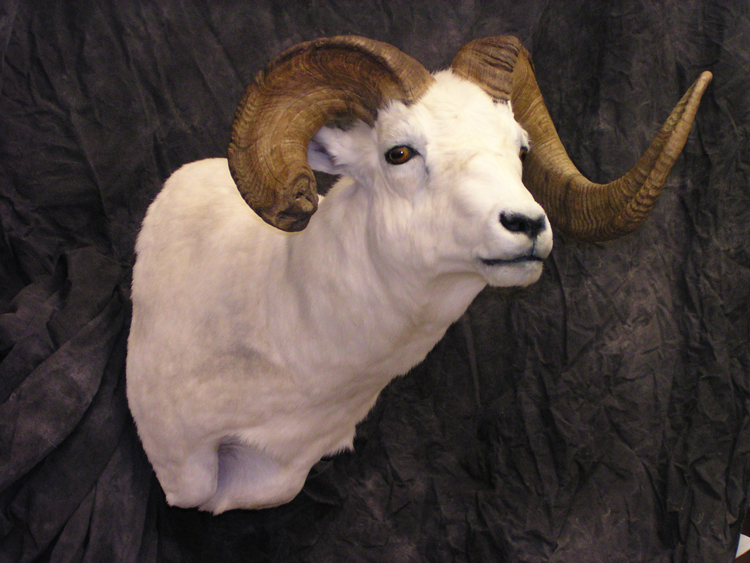 Sheep_035