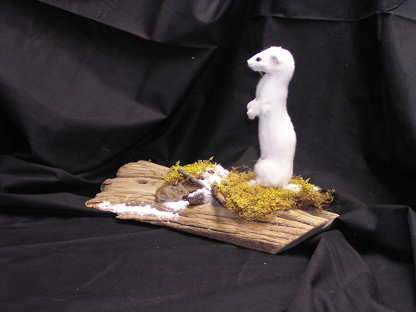 Ermine with Mouse