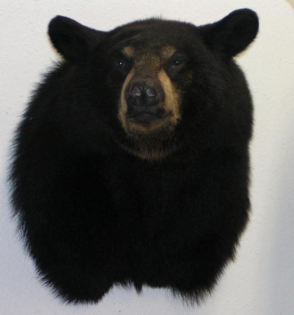 Black Bear Slide
